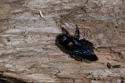 DPPhotography - Northern Greece - Violet carpenter bee, Xylocopa violacea - A