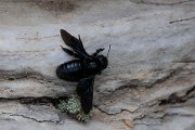 DPPhotography - Northern Greece - Violet carpenter bee, Xylocopa violacea - B