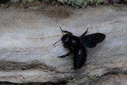 DPPhotography - Northern Greece - Violet carpenter bee, Xylocopa violacea - C