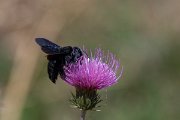 DPPhotography - Northern Greece - Violet carpenter bee, Xylocopa violacea - E