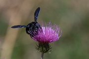 DPPhotography - Northern Greece - Violet carpenter bee, Xylocopa violacea - F