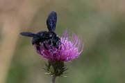 DPPhotography - Northern Greece - Violet carpenter bee, Xylocopa violacea - G
