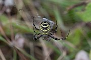 DPPhotography - Northern Greece - Wasp spider - A