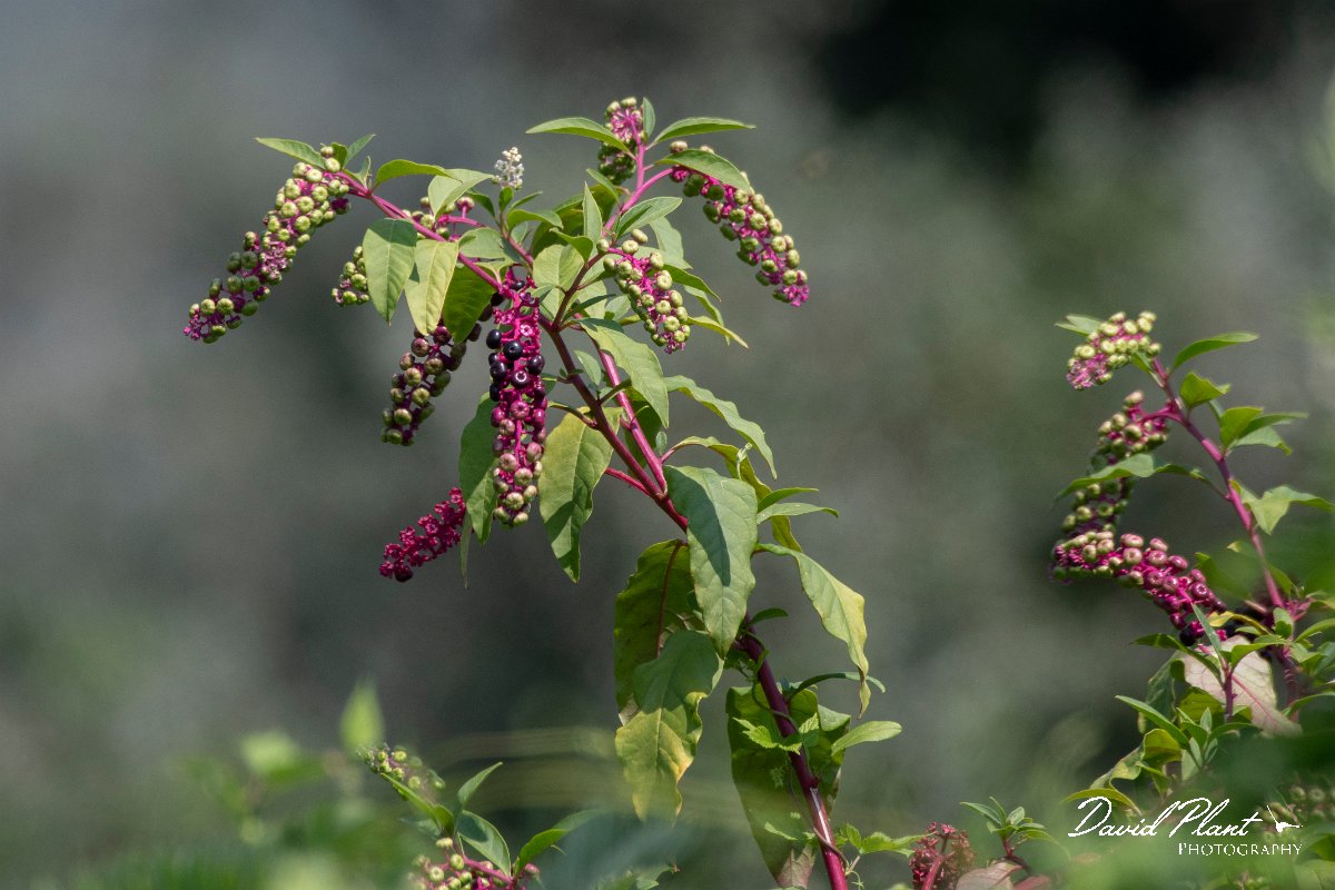 DPPhotography - Northern Greece - American pokeweed, Phytolacca acinos - A.jpg - American pokeweed, Phytolacca acinos - Lake Kerkini, Greece