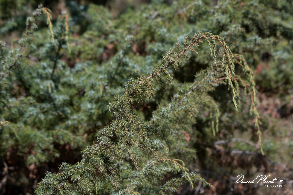 DPPhotography - Northern Greece - Common juniper - A.jpg - Common juniper - Mount Belles, Greece