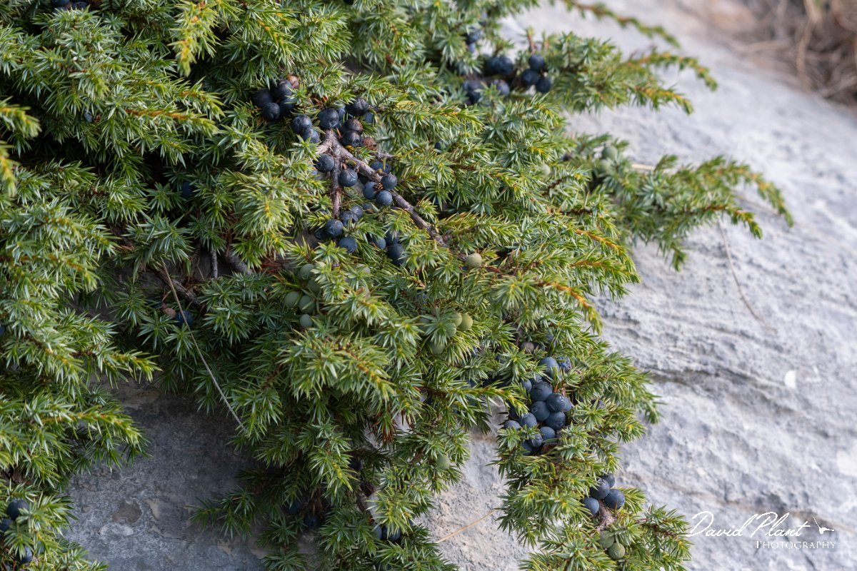 DPPhotography - Northern Greece - Common juniper - B.jpg - Common juniper - Mount Pangeo, Greece
