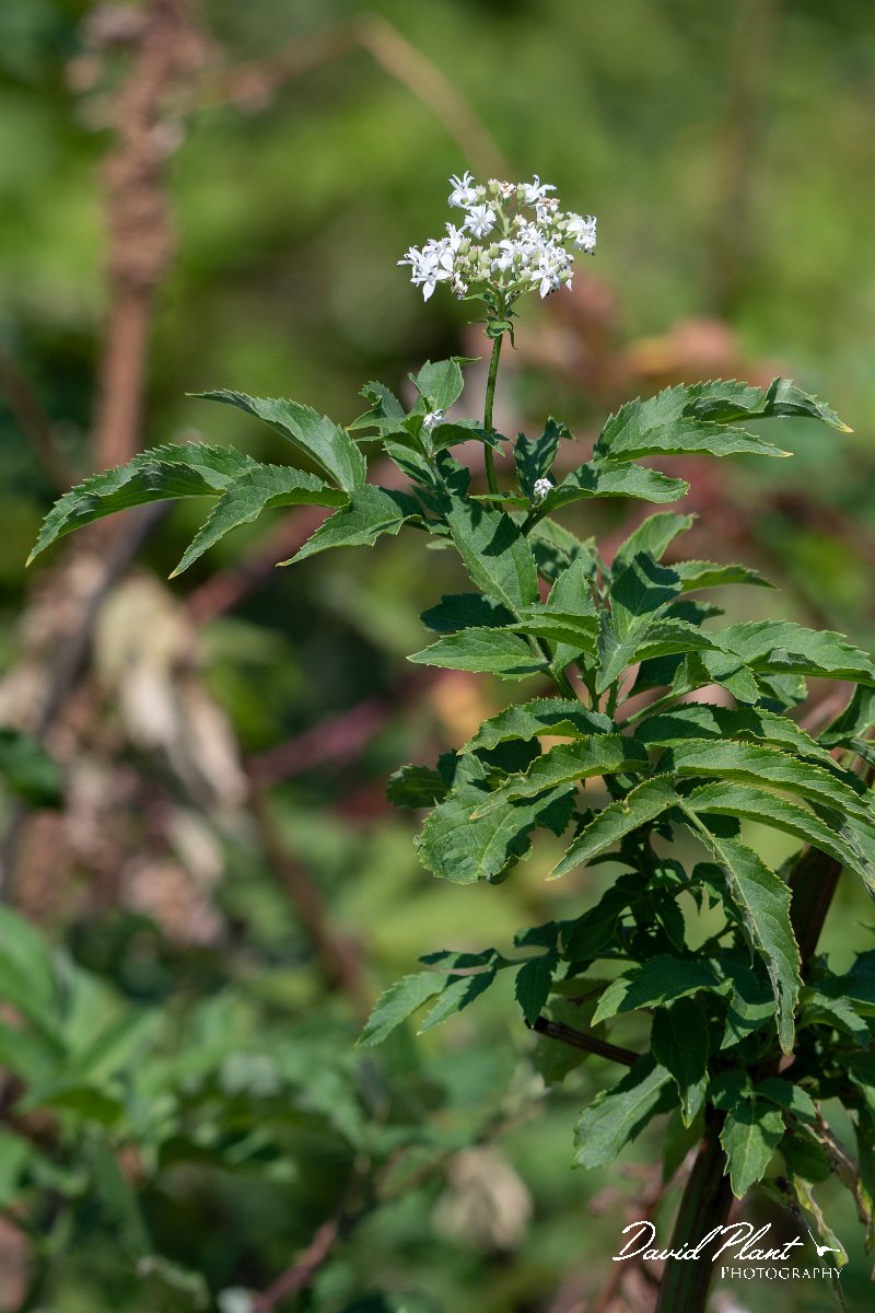DPPhotography - Northern Greece - Dwarf elder, Sambucus ebulus - A.jpg - Dwarf elder, Sambucus ebulus - Mount Belles, Greece