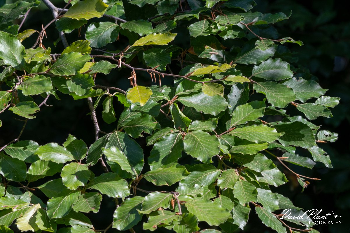 DPPhotography - Northern Greece - European beech - A.jpg - European beech - Mount Belles, Greece