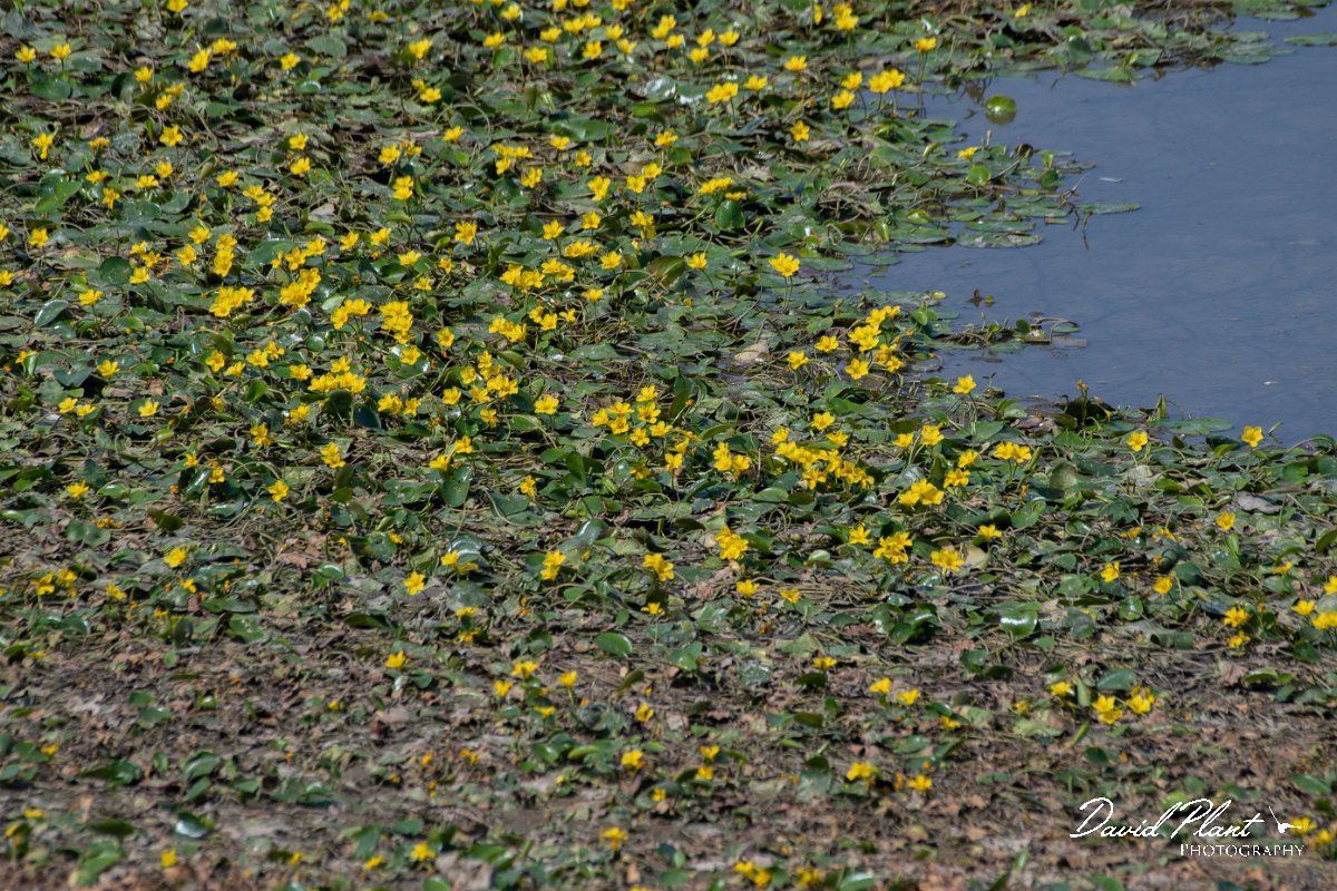 DPPhotography - Northern Greece - Fringed water lily - A.jpg - Fringed water lily - Lake Kerkini, Greece