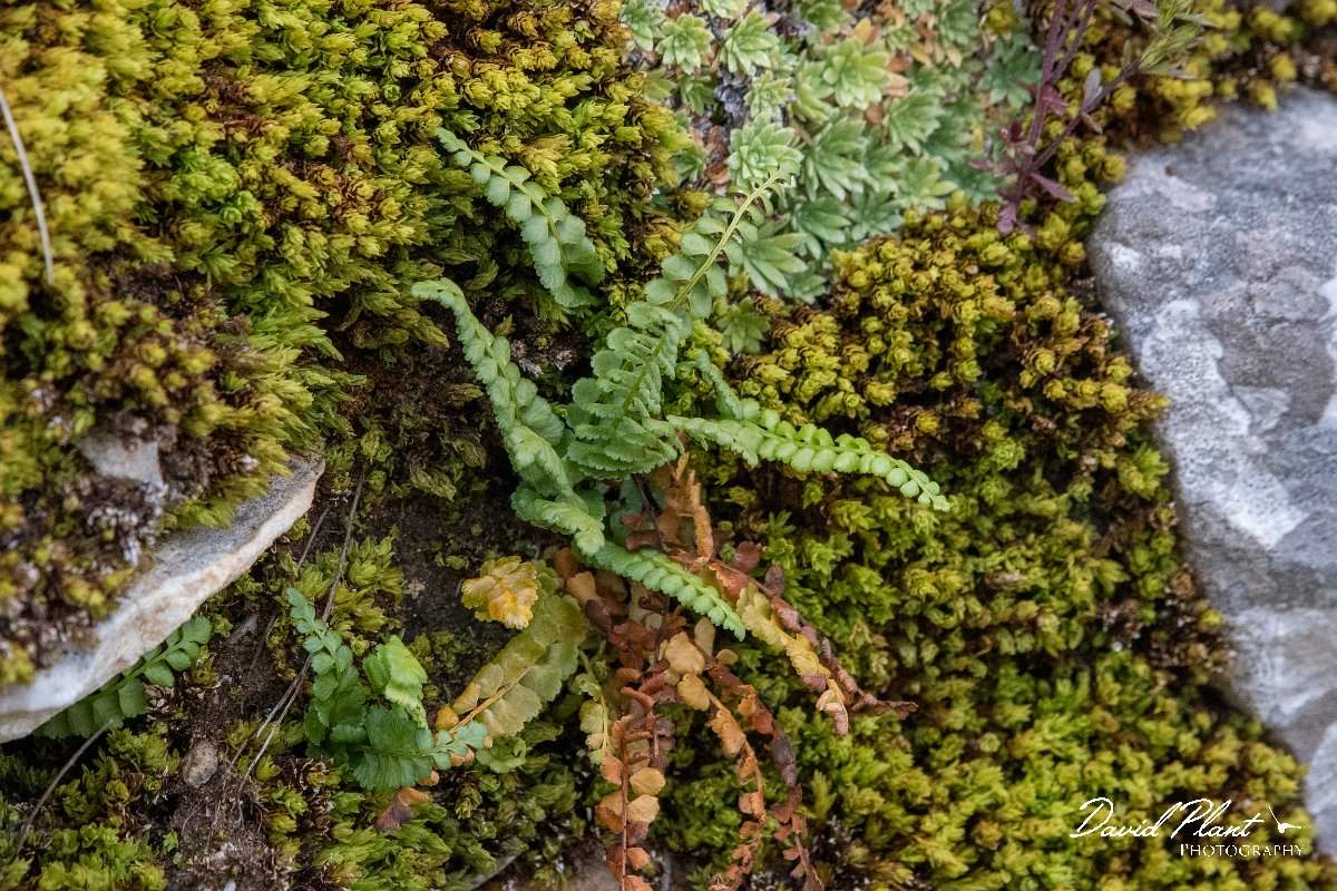 DPPhotography - Northern Greece - Green spleenwort - A.jpg - Green spleenwort - Mount Pangeo, Greece
