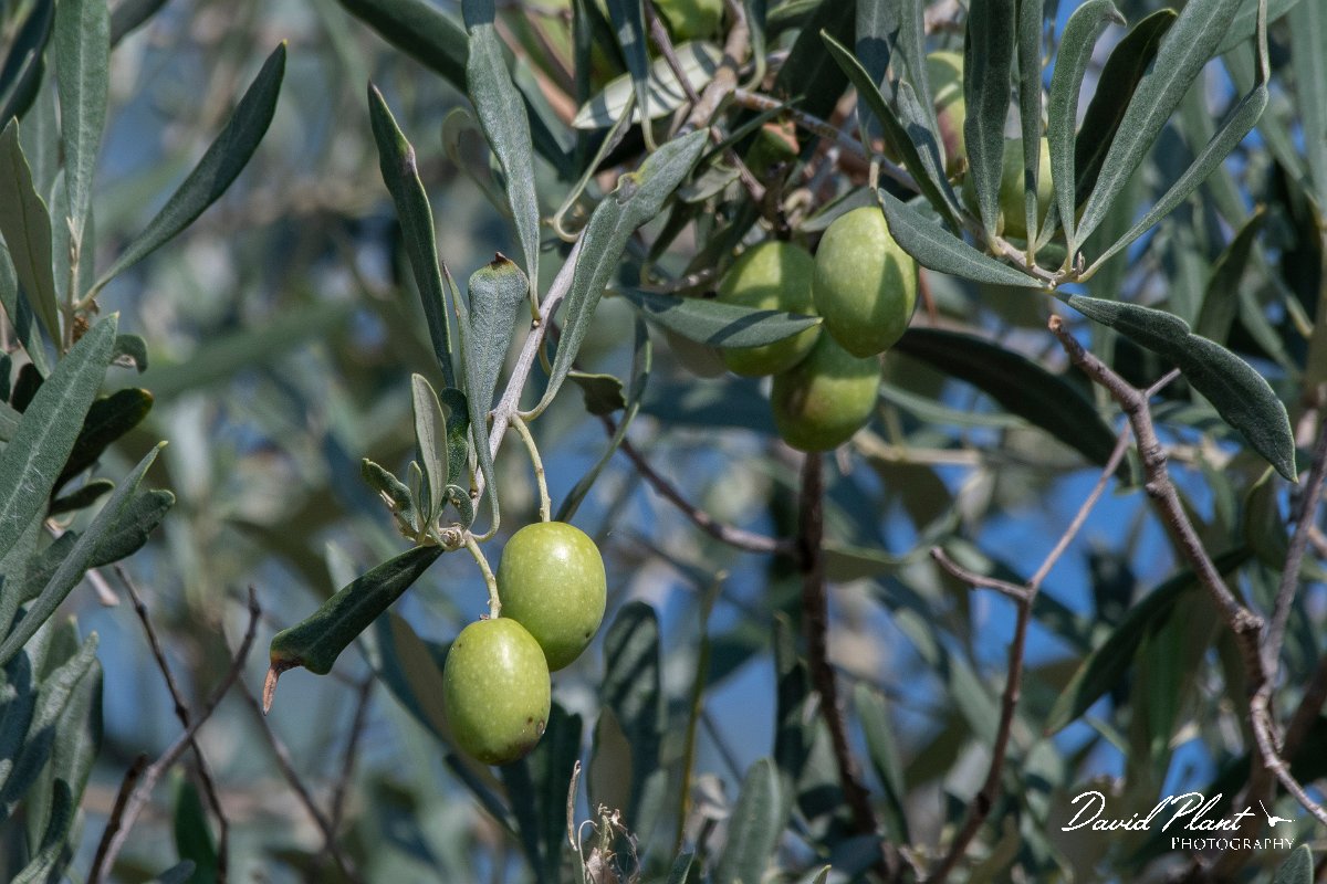 DPPhotography - Northern Greece - Olive - A.jpg - Olive - Lake Kerkini, Greece