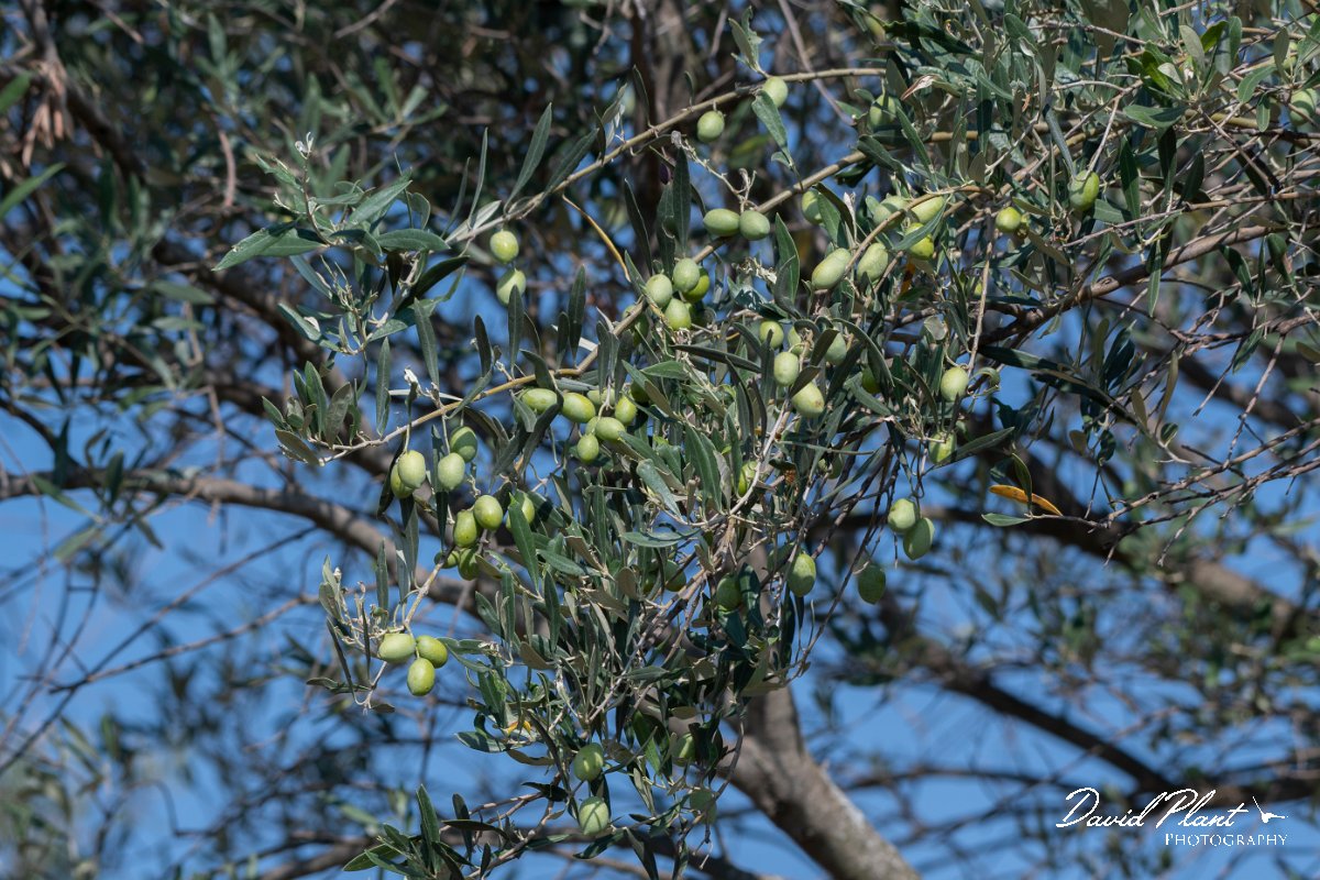DPPhotography - Northern Greece - Olive - B.jpg - Olive - Lake Kerkini, Greece