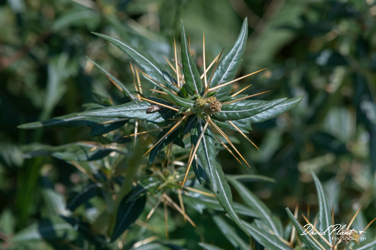 DPPhotography - Northern Greece - Ptilostemon stellatus - A.jpg - Ptilostemon stellatus - Lake Kerkini, Greece