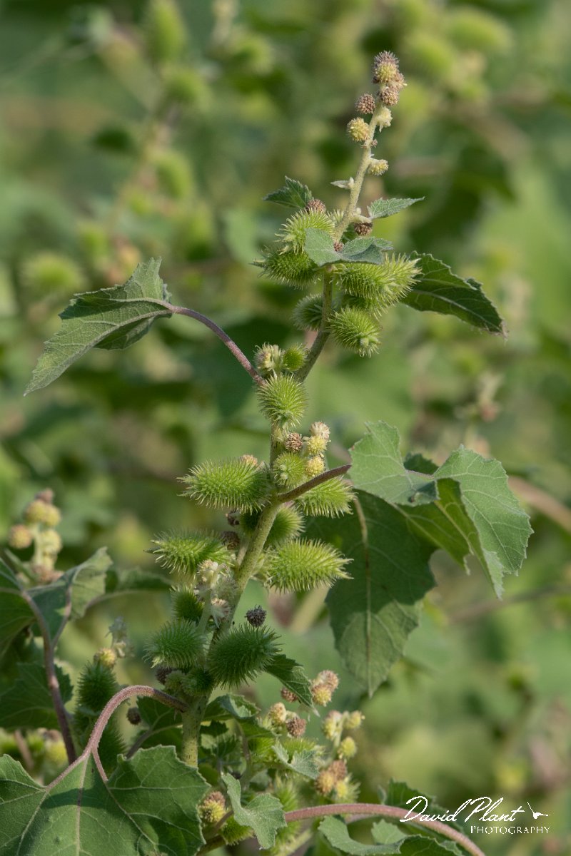 DPPhotography - Northern Greece - Rough cocklebur, Xanthium strumarium - A.jpg - Rough cocklebur, Xanthium strumarium - Lake Kerkini, Greece