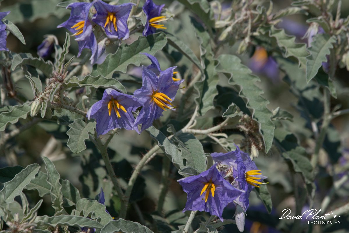 DPPhotography - Northern Greece - Silver-leaved nightshade, Solanum elaeagnifolium - A.jpg - Silver-leaved nightshade, Solanum elaeagnifolium - Lake Kerkini, Greece