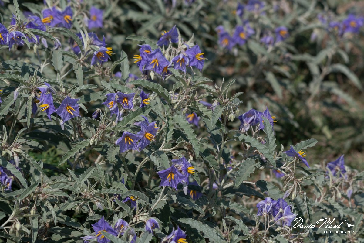DPPhotography - Northern Greece - Silver-leaved nightshade, Solanum elaeagnifolium - B.jpg - Silver-leaved nightshade, Solanum elaeagnifolium - Lake Kerkini, Greece