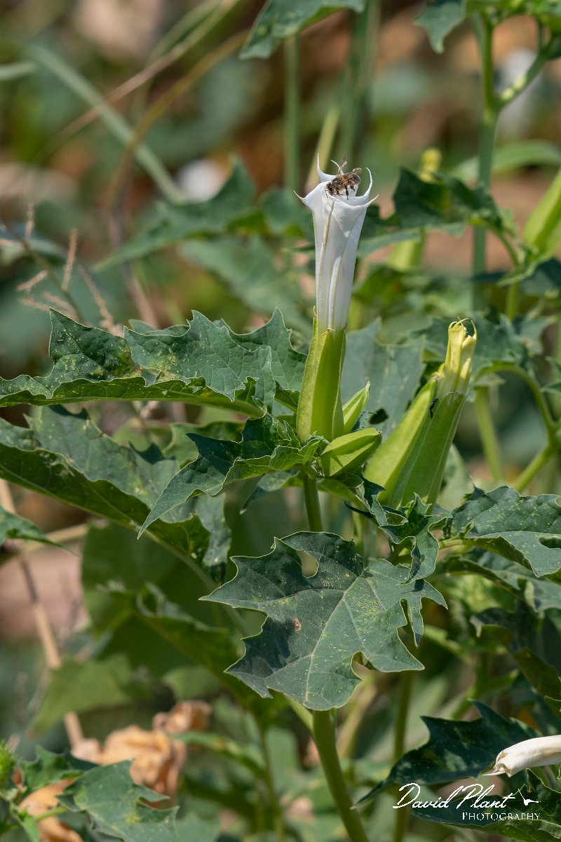 DPPhotography - Northern Greece - Thorn-apple - A.jpg - Thorn-apple - Lake Kerkini, Greece