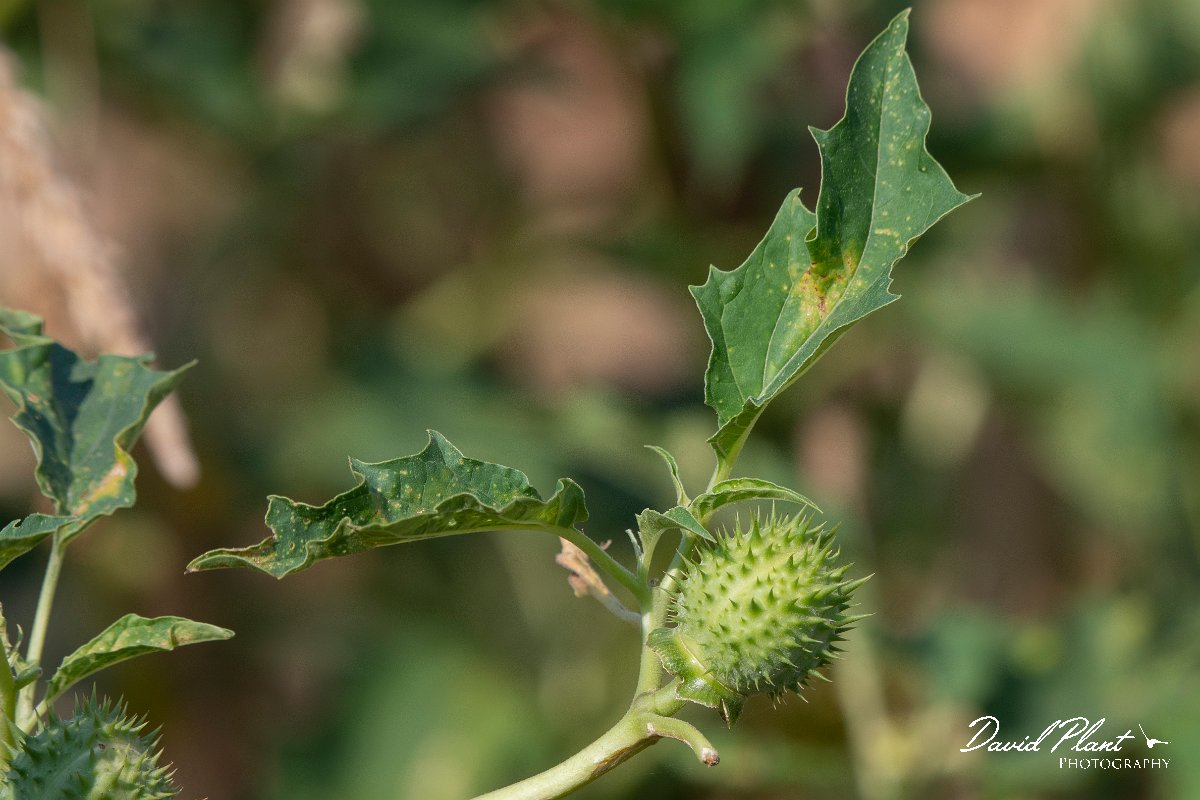 DPPhotography - Northern Greece - Thorn-apple - B.jpg - Thorn-apple - Lake Kerkini, Greece