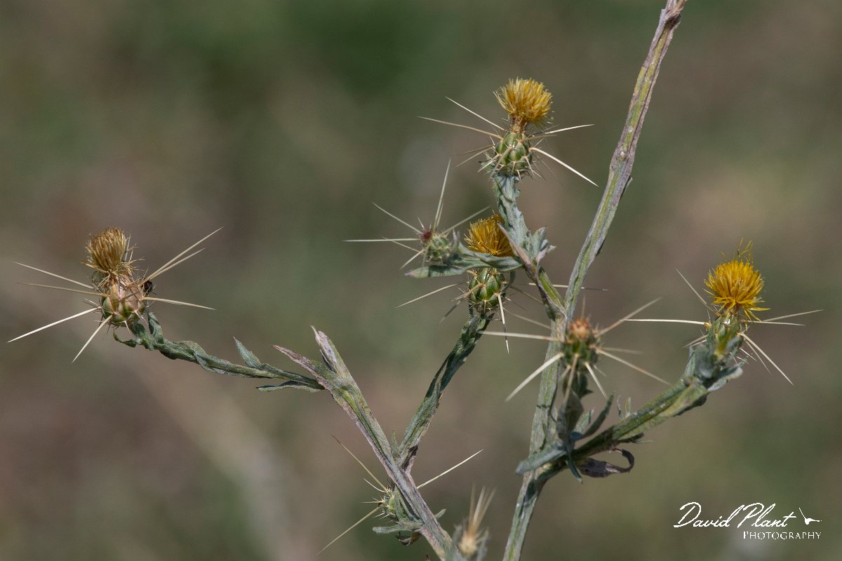 DPPhotography - Northern Greece - Yellow star-thistle, Centaurea solstitialis - A.jpg - Yellow star-thistle, Centaurea solstitialis - Mount Belles, Greece