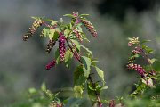 DPPhotography - Northern Greece - American pokeweed, Phytolacca acinos - A