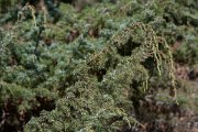 DPPhotography - Northern Greece - Common juniper - A
