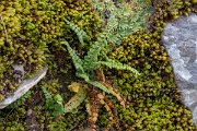 DPPhotography - Northern Greece - Green spleenwort - A