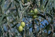 DPPhotography - Northern Greece - Olive - A
