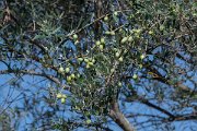 DPPhotography - Northern Greece - Olive - B