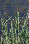 DPPhotography - Northern Greece - Paspalum distichum - A
