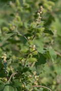 DPPhotography - Northern Greece - Rough cocklebur, Xanthium strumarium - A