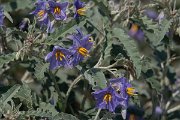 DPPhotography - Northern Greece - Silver-leaved nightshade, Solanum elaeagnifolium - A