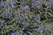 DPPhotography - Northern Greece - Silver-leaved nightshade, Solanum elaeagnifolium - B