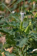 DPPhotography - Northern Greece - Thorn-apple - A