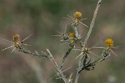 DPPhotography - Northern Greece - Yellow star-thistle, Centaurea solstitialis - A