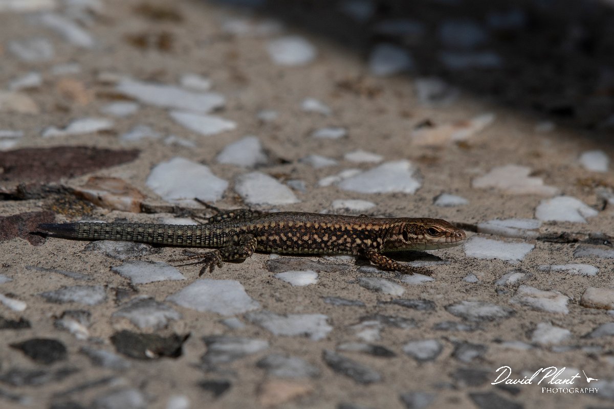 DPPhotography - Northern Greece - Common wall lizard - A.jpg - Common wall lizard - Mount Belles, Greece