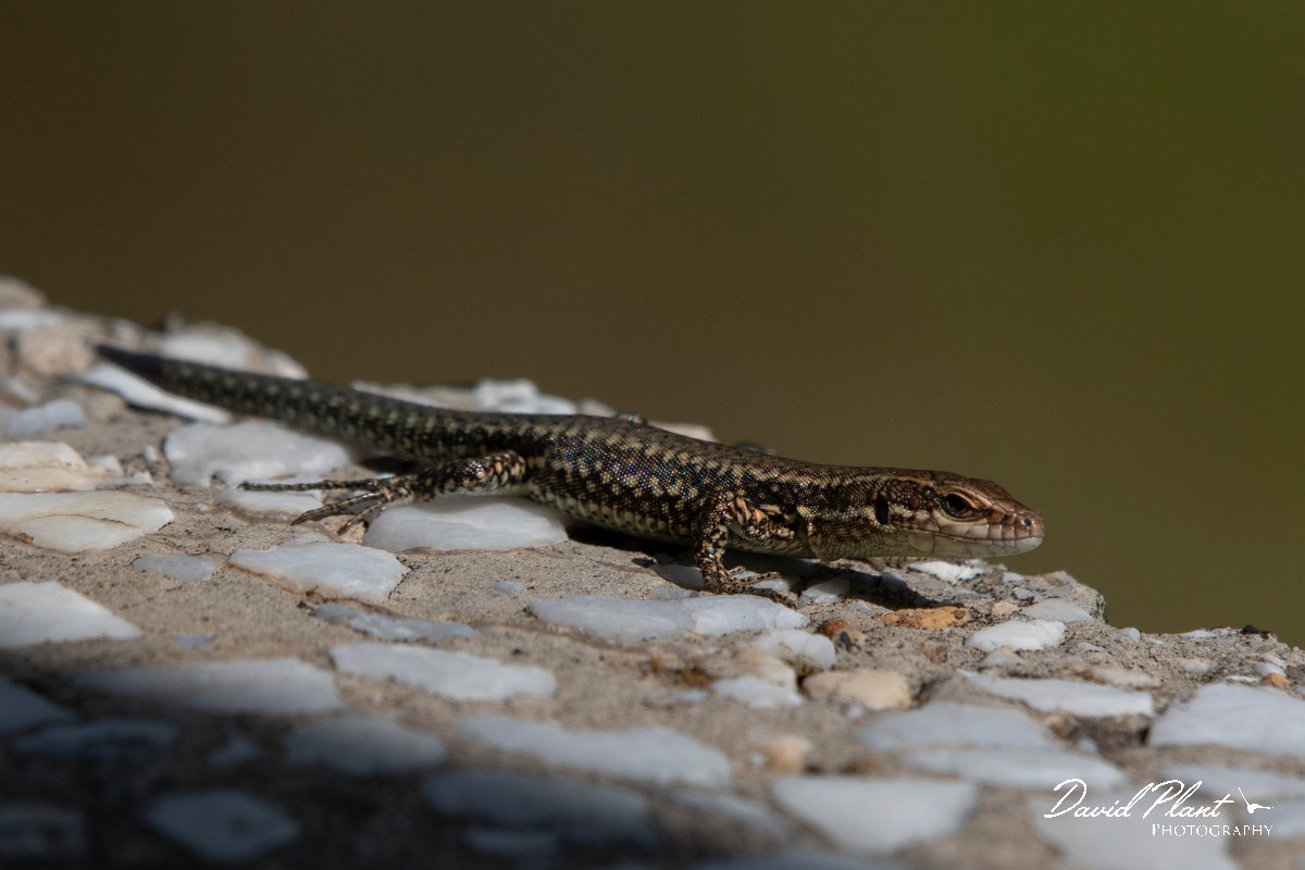 DPPhotography - Northern Greece - Common wall lizard - B.jpg - Common wall lizard - Mount Belles, Greece
