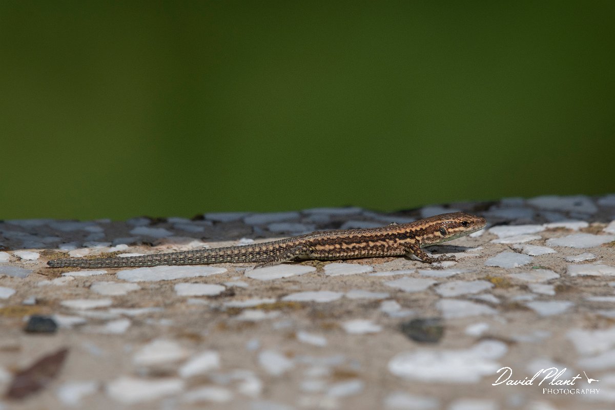 DPPhotography - Northern Greece - Common wall lizard - C.jpg - Common wall lizard - Mount Belles, Greece