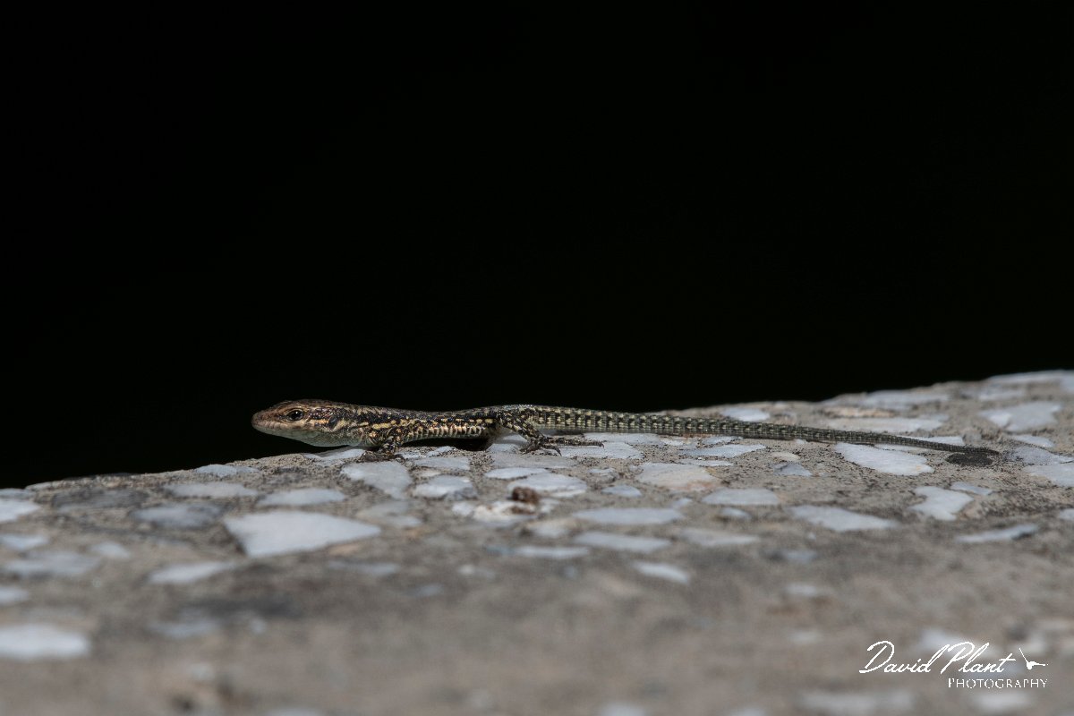 DPPhotography - Northern Greece - Common wall lizard - D.jpg - Common wall lizard - Mount Belles, Greece