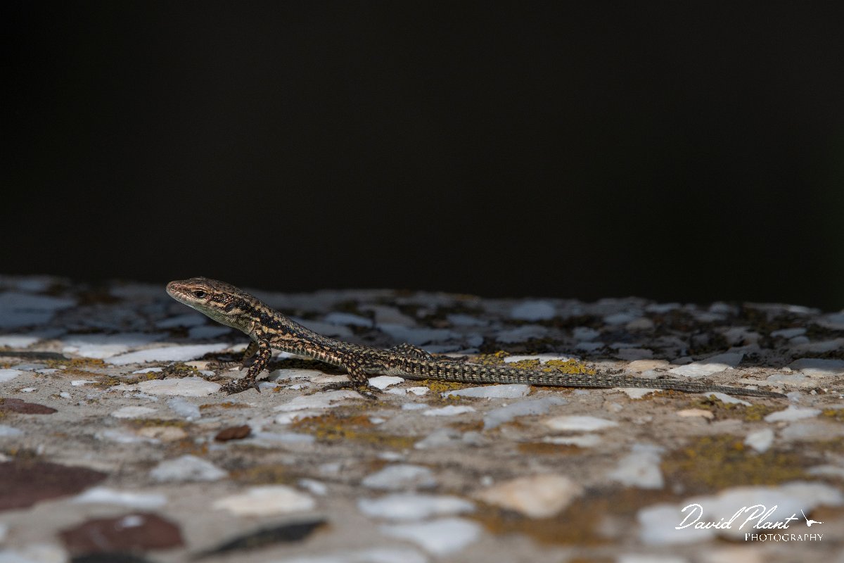 DPPhotography - Northern Greece - Common wall lizard - E.jpg - Common wall lizard - Mount Belles, Greece