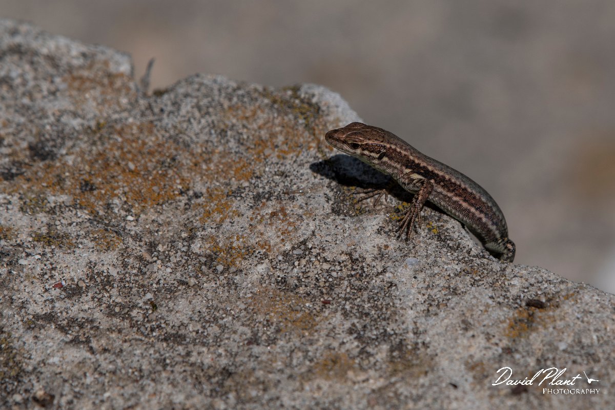 DPPhotography - Northern Greece - Common wall lizard - H.jpg - Common wall lizard - Mount Pangeo, Greece