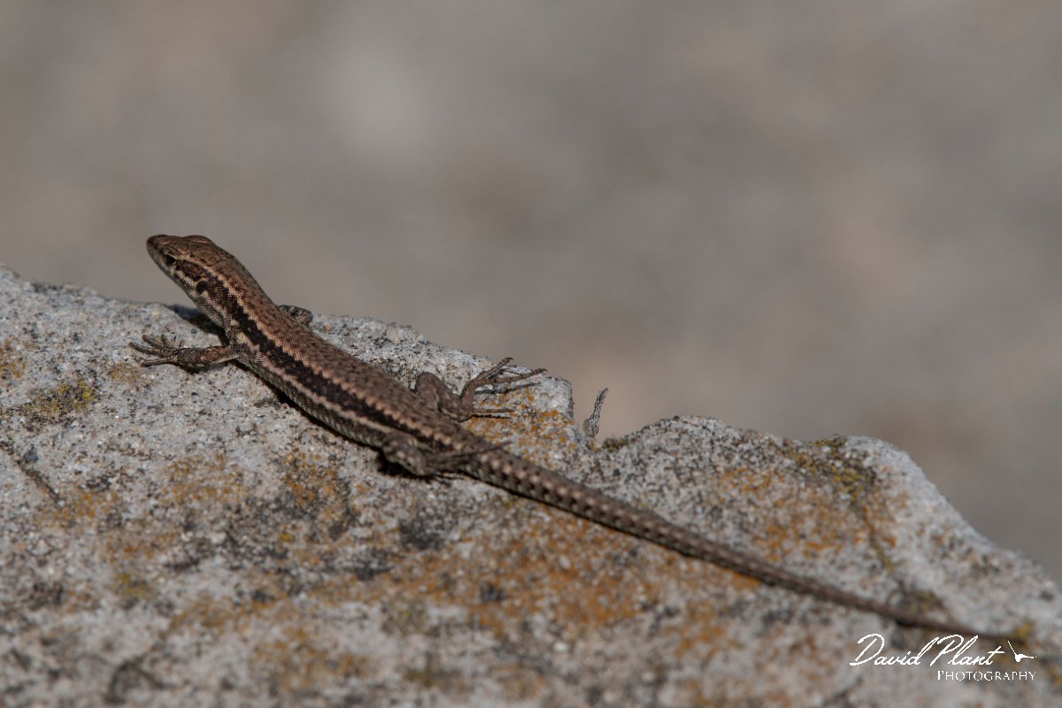 DPPhotography - Northern Greece - Common wall lizard - I.jpg - Common wall lizard - Mount Pangeo, Greece