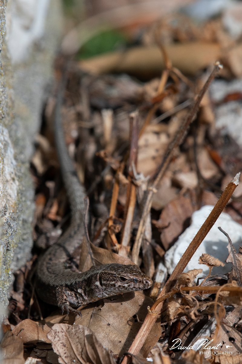 DPPhotography - Northern Greece - Common wall lizard - J.jpg - Common wall lizard - Mount Pangeo, Greece