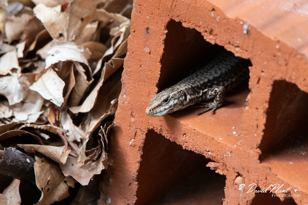 DPPhotography - Northern Greece - Common wall lizard - K.jpg - Common wall lizard - Mount Pangeo, Greece