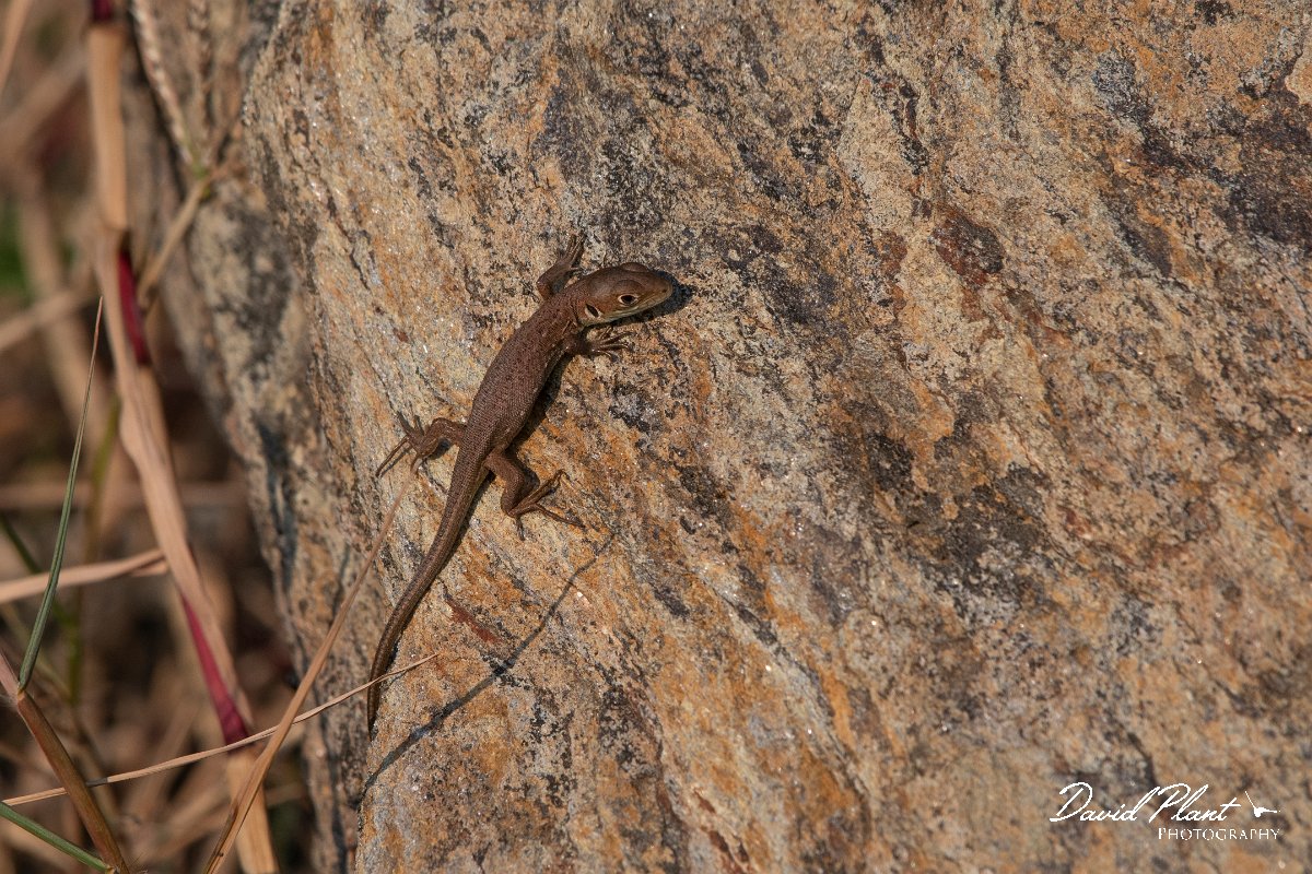 DPPhotography - Northern Greece - Eastern green lizard - B.jpg - Eastern green lizard - Lake Kerkini, Greece