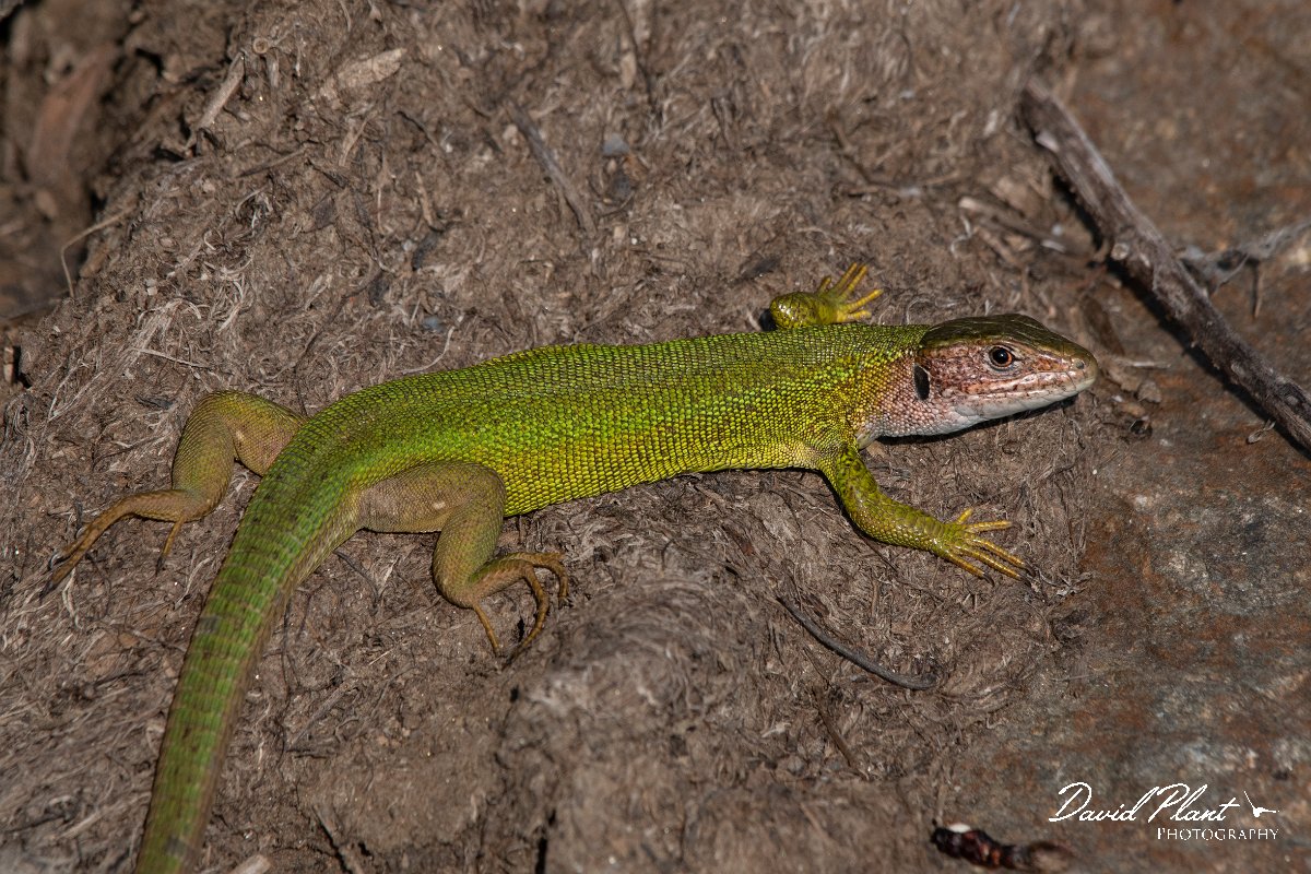 DPPhotography - Northern Greece - Eastern green lizard - C.jpg - Eastern green lizard - Lake Kerkini, Greece