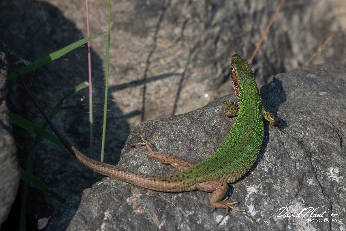DPPhotography - Northern Greece - Eastern green lizard - D.jpg - Eastern green lizard - Lake Kerkini, Greece