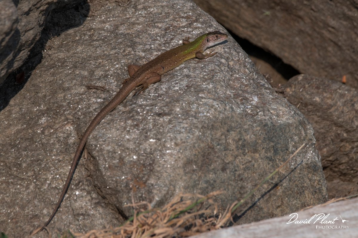 DPPhotography - Northern Greece - Eastern green lizard - E.jpg - Eastern green lizard - Lake Kerkini, Greece
