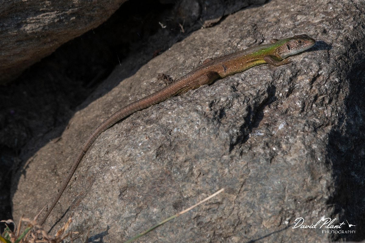 DPPhotography - Northern Greece - Eastern green lizard - F.jpg - Eastern green lizard - Lake Kerkini, Greece