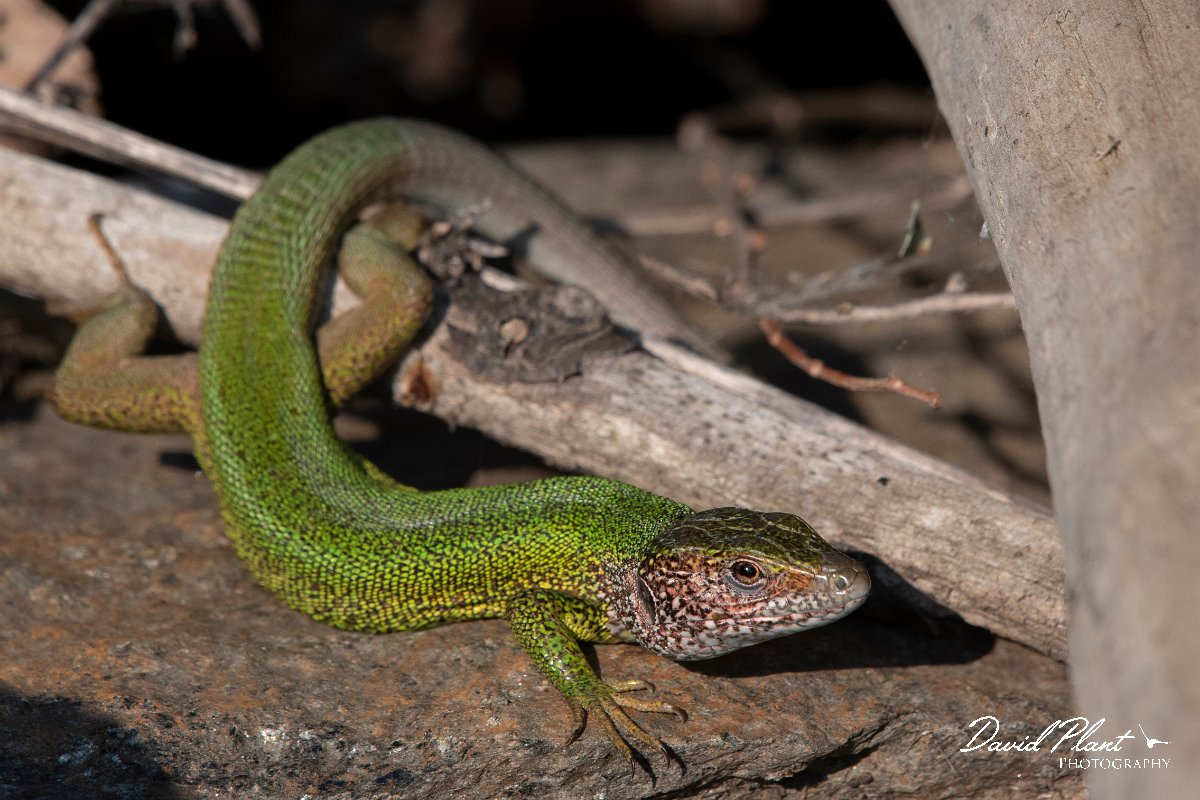 DPPhotography - Northern Greece - Eastern green lizard - G.jpg - Eastern green lizard - Lake Kerkini, Greece
