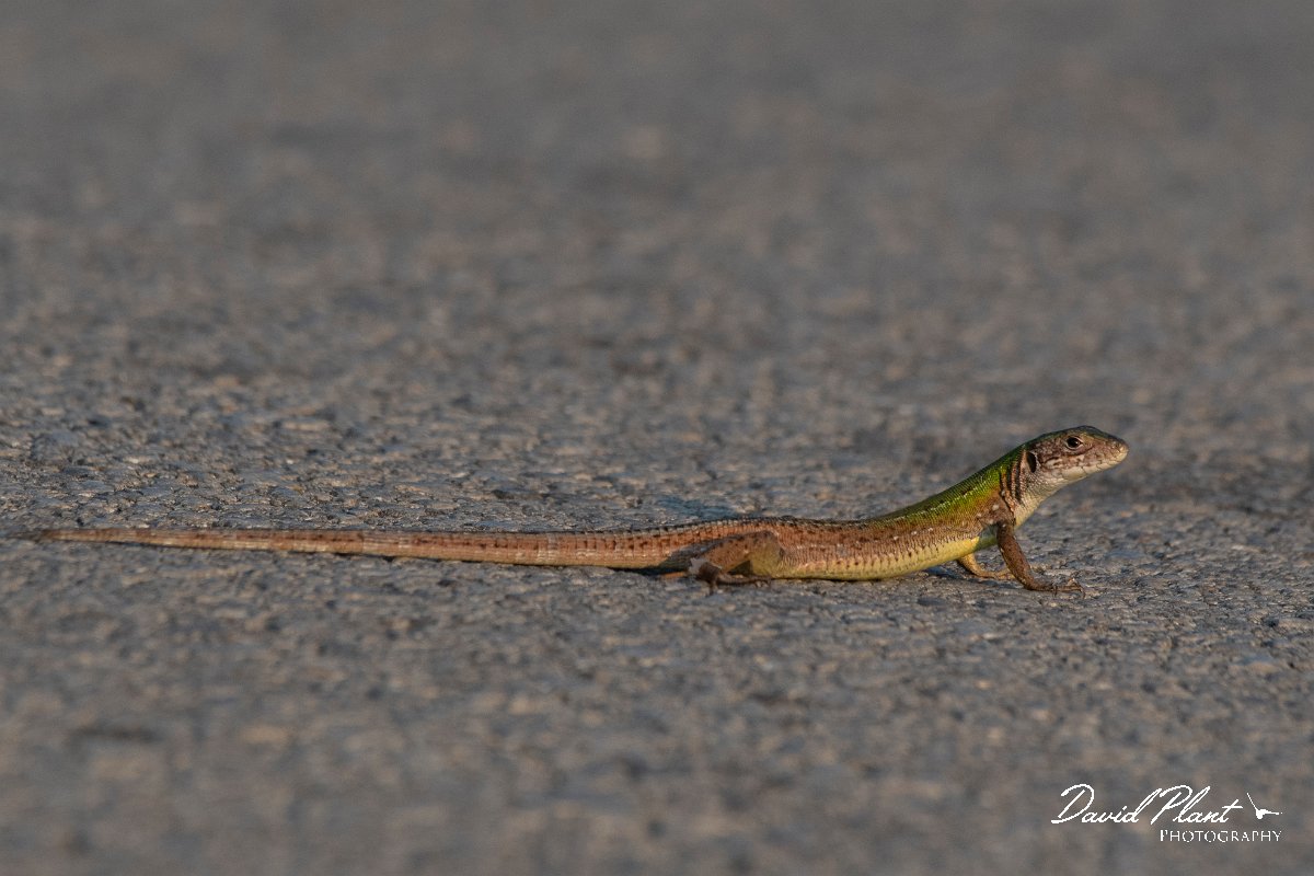 DPPhotography - Northern Greece - Eastern green lizard - H.jpg - Eastern green lizard - Lake Kerkini, Greece